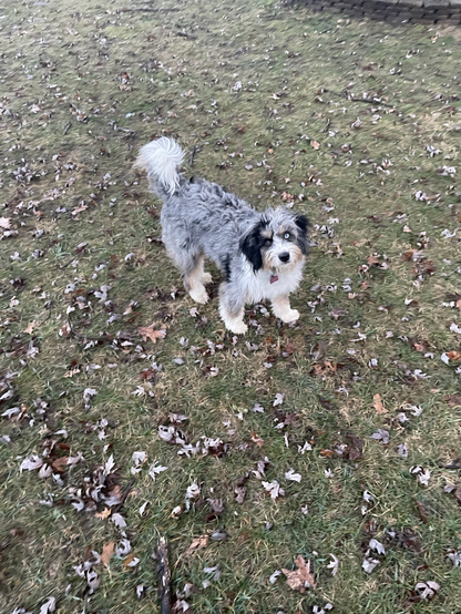 Fuzzy grey puppy with black ears, head tipped to the side as if to ask “what the heck?”