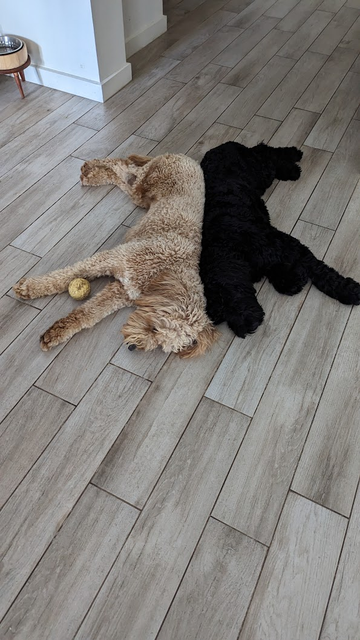 Moxie & Evie Groodle dogs.