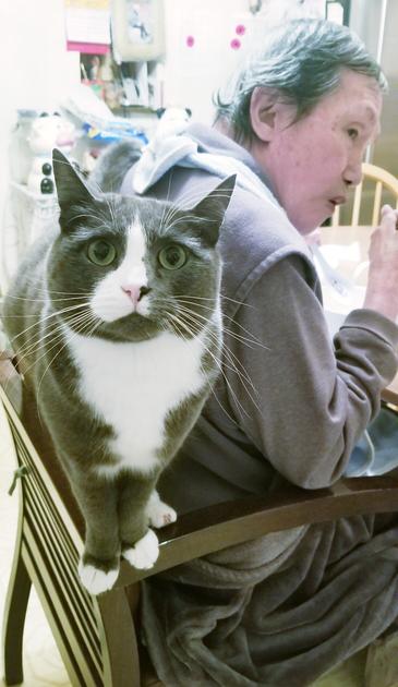 My gray tuxedo cat, standing behind my Dad's back on chair he's sitting on, guarding him as he eats.