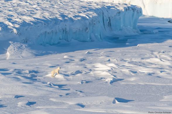 Photo of a glacier in a snow-covered landscape with a polar bear standing in front of it.