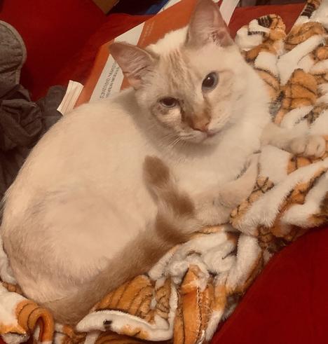 Orange and white flame point Siamese on a red sofa snuggled with a pumpkin covered blanket with study material’s behind him
