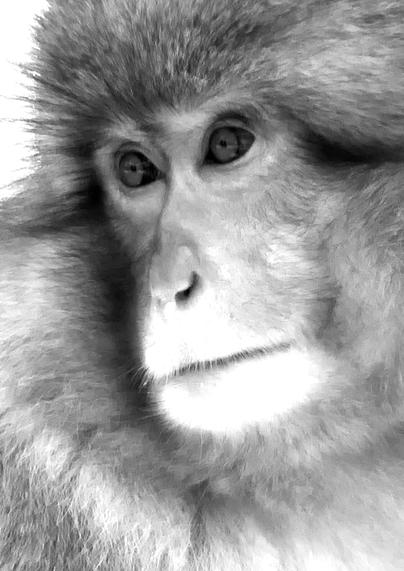 It's a pretty glum but well groomed monkey
probably bored?
I don't actually  know this monkey's name
it could be Fuzzy P