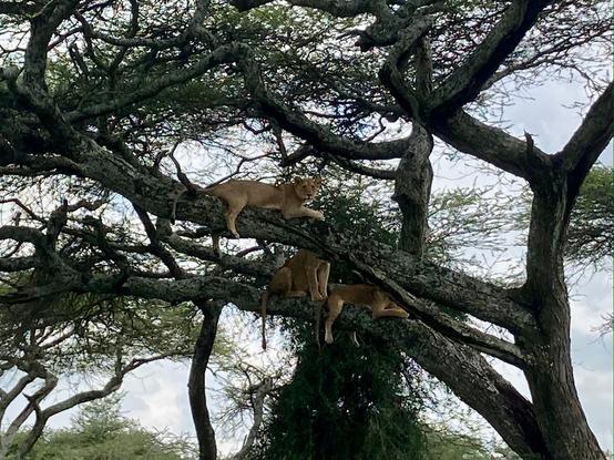 Three lionesses in tree in Ngorongoro Conservation Area.