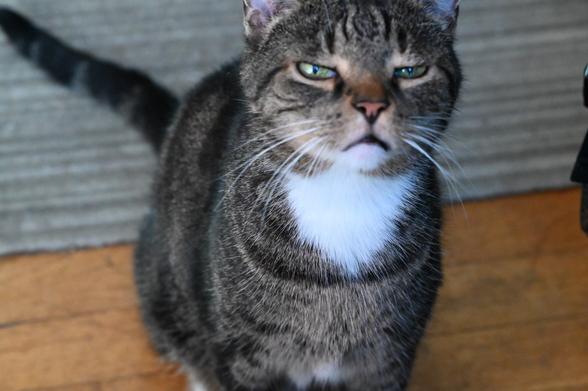 Pica the 6lb brown tabby sits with here yellow green eyes narrowed.
