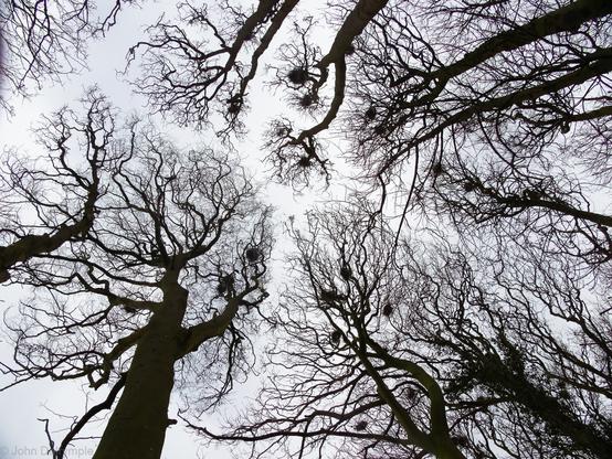Looking up in beech woodland at a rookery in the leafless canopy