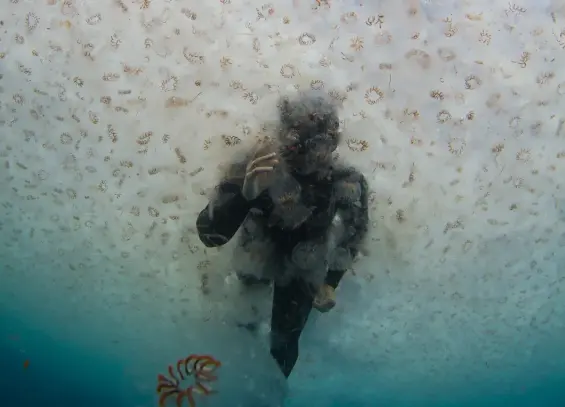 A snorkeler swims through a bloom of salps in the South Pacific Ocean off the coast of New Zealand. The sea squirts, which resemble jellyfish but are more closely related to humans, play an outsized role in the ocean’s biological carbon pump, according to new research. Credit: Paul Caiger