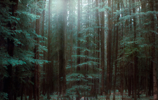 Softly lit forest scene, with light blooming from the top of the frame.