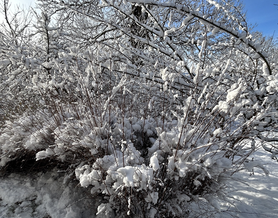 A bush in my garden, with snow clinging ti its thin branches, making it look a bitt like the world's coldest cotton plant.