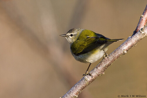 A picture of a bird.