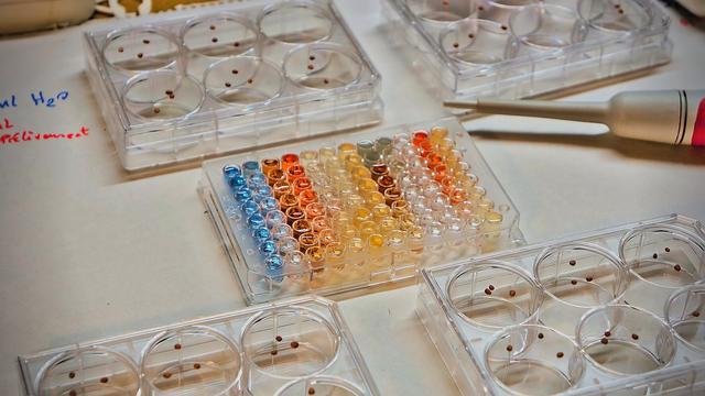 Une photographie en angle incliné en gros plan sur une paillasse de biologie de cave. Sur fond blanc, des cassettes en plastiques transparents 6 puits / cuvettes de  millilitre avec  graines dessus (préparation du bioesssai graines et eaux de caniveau), et une la pointe d'un micropipette blanc-cassé et rouge.

Tout ceci encadre au centre une cassette en plastique transparents composée de 96 cuvettes / micro-puits de 350 microlitre (de A à H et de 1 à 12).
Les puits sont remplis d'un mélange eau et réactifs qui donne une collaboration par colonnes qui forment un dégradé bleu, bleu clair, blanc, orange, rouge, jaune, citron, pale, marron, gris-vert, vert, blanc, jaune, orange, rouge-orangé, jaune foncé jusqu'au jaune citronnade.