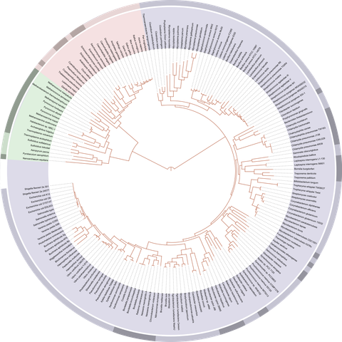 The circular Hillis plot Tree of Life. The bit from 12:00 to 9:00 is bacteria, 9:00 to 10:00 is archaea and 10:00 to 12:00 is everything else.