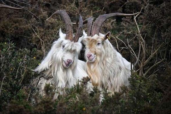 Two white goats with prominent horns lying next to each other in a grassy, wild setting