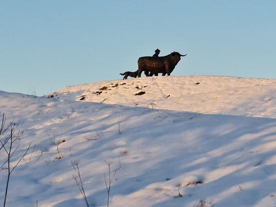 A very snowy scene. On the top of a raised piece of land we see the early morning, low winter sun hitting a statue of a dog, highland cow and man. The monument remembers the Highland Drovers.