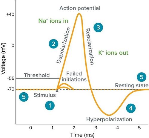Image from https://www.moleculardevices.com/applications/patch-clamp-electrophysiology/what-action-potential 

Stimulus starts the rapid change in voltage or action potential. In patch-clamp mode, sufficient current must be administered to the cell in order to raise the voltage above the threshold voltage to start membrane depolarization.
Depolarization is caused by a rapid rise in membrane potential opening of sodium channels in the cellular membrane, resulting in a large influx of sodium ions.
Membrane Repolarization results from rapid sodium channel inactivation as well as a large efflux of potassium ions resulting from activated potassium channels.
Hyperpolarization is a lowered membrane potential caused by the efflux of potassium ions and closing of the potassium channels.
Resting state is when membrane potential returns to the resting voltage that occurred before the stimulus occurred.