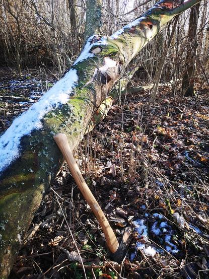 The top of a sycamore tree has been snapped off in a storm and lies at angle, hanging against a conifer in a mixed woodland. An axe rests against the sycamore trunk.