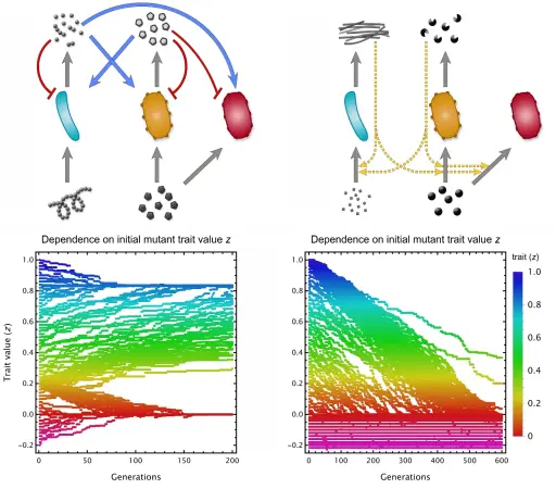 Models of microbial cross-feeding (left) and cross-facilitation (right). Blue and yellow microbes produce waste (left) or enzymes (right) which convey some benefit for the other (being eaten or making a resource consumable). Cheater (red) may appear that do not invest in production but enjoy benefits. Bottom figures show how the trait z of cooperative behaviour can evolve in an adaptive dynamics scenario: for cross-feeding, most of the simulations (each trajectory) lead to a nonzero level of cooperation. For cross-facilitation, mutations lead the population to the ultimate loss of cooperation (z ≤ 0).