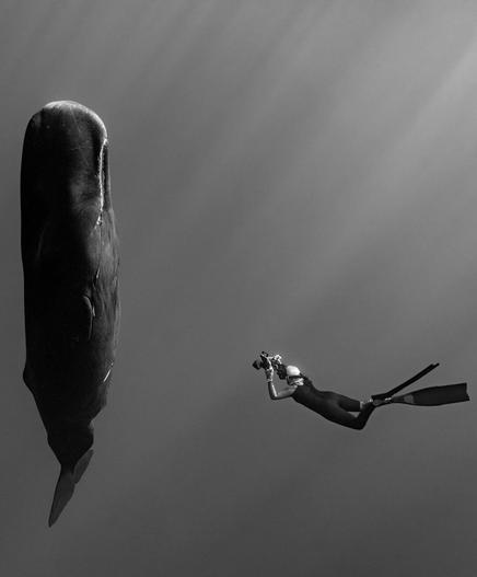 Black and white photo of a whale swimming vertically and a diver