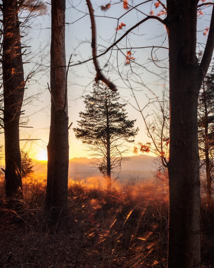 Long exposure of a tree in sunset with view of the Catskills.