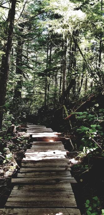 Boardwalk through old growth forest.