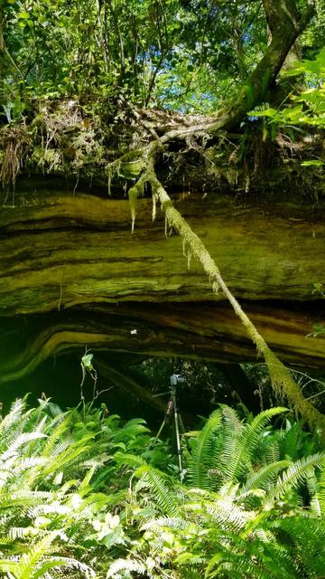 Fallen old growth cedar.  Now it's a natural bridge & nurse log for new trees.