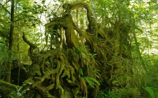Huge roots on fallen cedar tree.  It stood at over 7 feet tall.