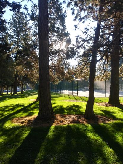 Sunlight on Grass by Carl J Shoemaker