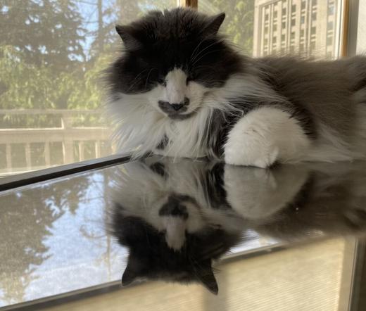 One eyed grey white tuxedo long hair cat looking at down on mirrored table reflecting his face. Window behind him