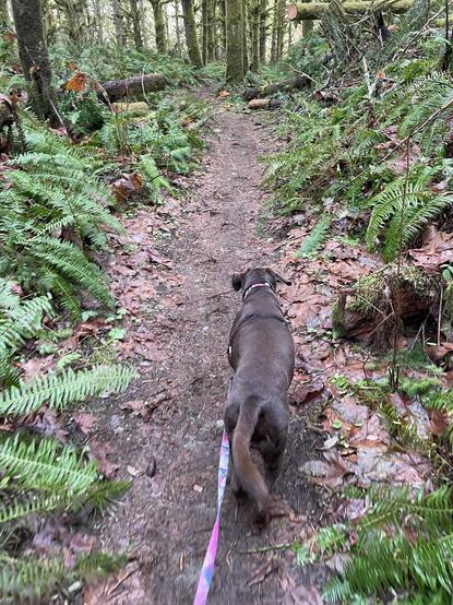Chocolate Labrador walking through a forest