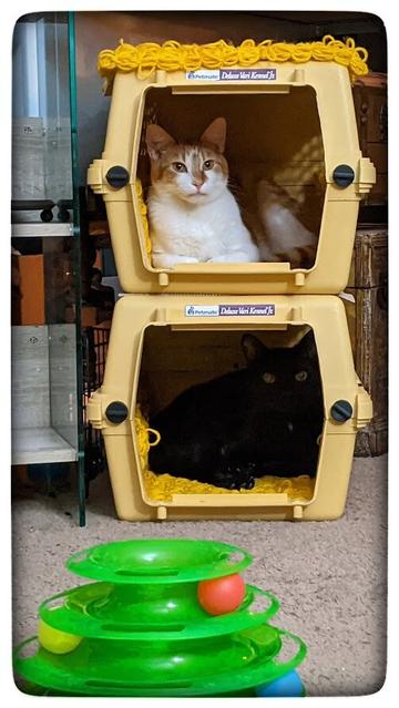 Two light beige cat carriers - stacked to make a kitty condo.  The doors have been removed and set behind the carriers (so they're easy to find when needed), and the floors and "rooftop" have a thick rectangular crochet mat in a nine-loop Jasmine stitch.  Our orange-creamsicle kitty is in the upper berth, while our midnight-black "void kitty" is in the lower berth.