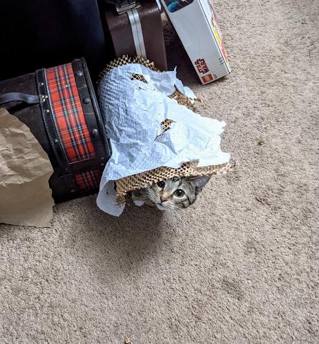A young grey girl-cat "hiding" under paper-and-tissue mailer padding, waiting eagerly to pounce her brother-kitties.