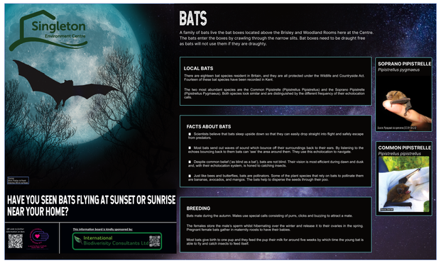 A hopefully visually accessible ecology poster about Bats.