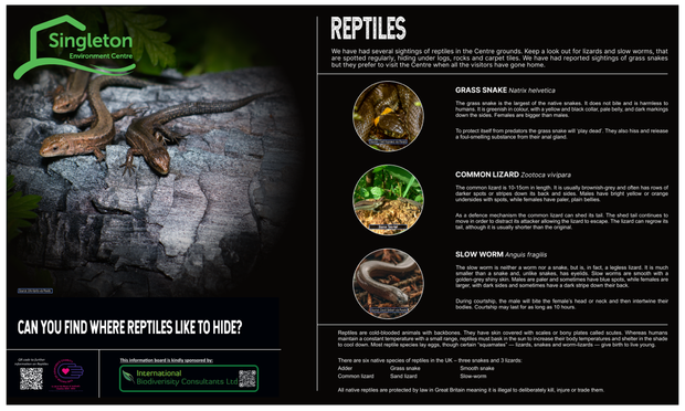 A hopefully visually accessible ecology poster about reptiles.