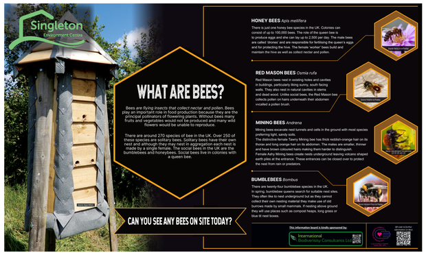 A hopefully visually accessible ecology poster about Bees.