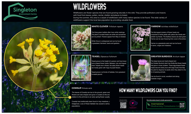 A hopefully visually accessible ecology poster about wildflowers.