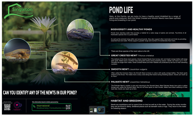 A hopefully visually accessible ecology poster about Pond life, specifically Newts.