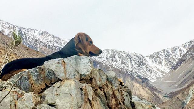 A dog sits on a rock with snow covered alpine peaks behind him
