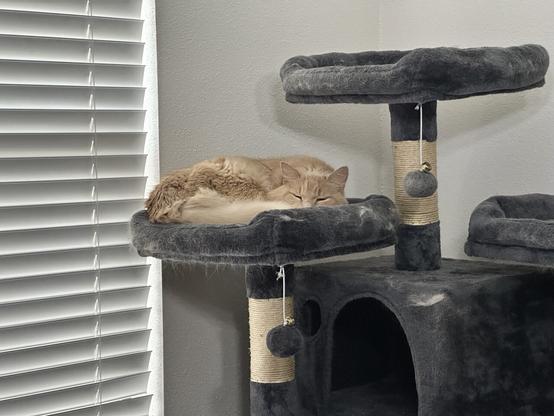 A large fluffy cat’s eyes peek up from his perch atop a cat tree. He barely fits in the cushioned nest, but he does not care.