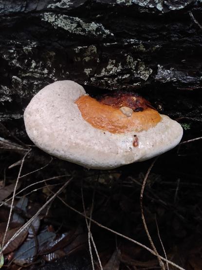 Ganoderma fungus growing on a log, white edges with orange center