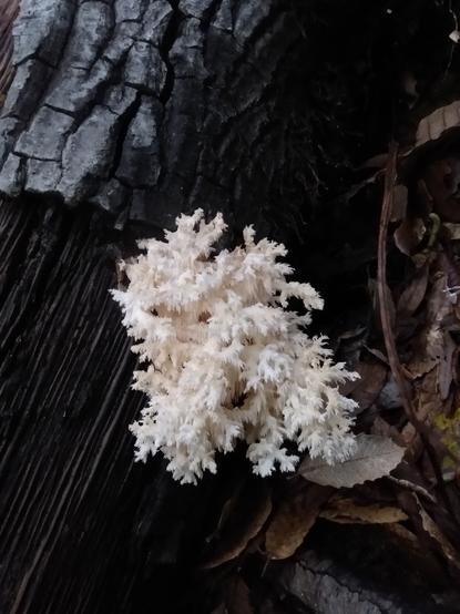 White Hericium mushroom growing on a log, they look a lot like coral
