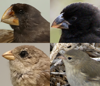 Four of Darwin's 15 species of Galapagos finches, all of which evolved from a common ancestor. Clockwise from top left: Geospiza magnirostris, G. fortis, Certhidea olivacea and Camarhynchus parvulus