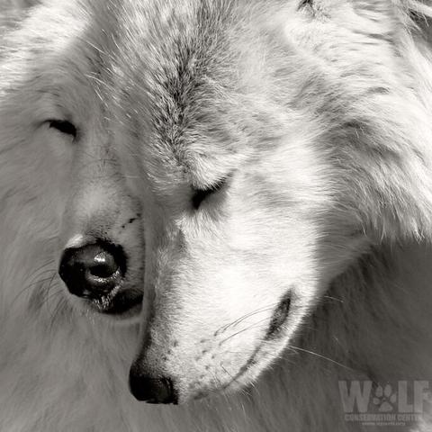 Portrait of two white wolves
