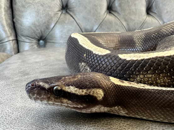 Ball Python on a couch.