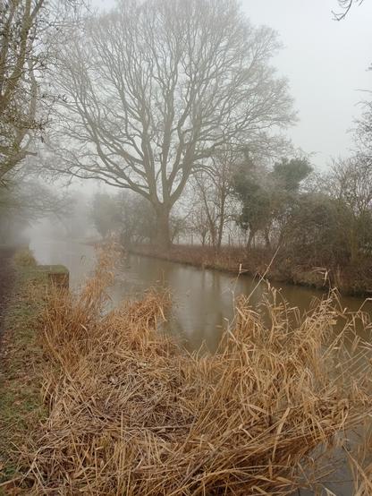 Cold misty day on the banks of a canal. The water is frozen. In the middle distance a giant oak reaches up into the freezing fog. In the foreground, the warm barley colours of reeds that have died back