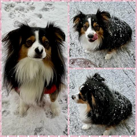 A collage of my beautiful, sweet, cute & funny Australian Shepherd, Luna. She is 2 1/2 years old and loves snow. She is Tri-colored… black, brown & white. There are three pictures of her: one with snow on her nose, one with her tongue out, from catching snowflakes and one just looking at the snow. We haven’t had snow here, all month, so she’s very excited!