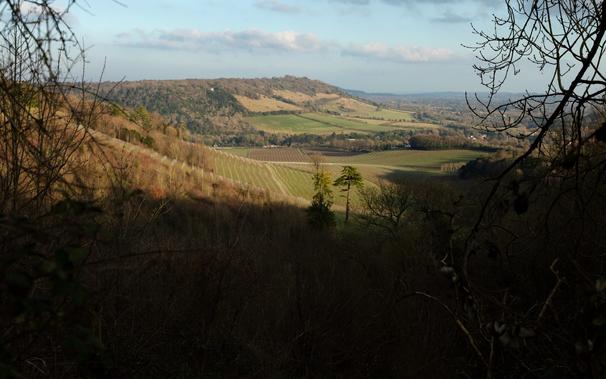 Looking through branches across a plain to a hill on the horizon in afternoon light.