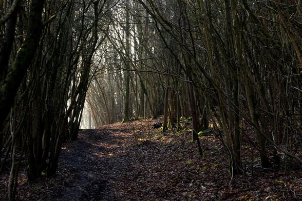 Wooded tunnel, looking towards a sunny tunnel exit in the distance.