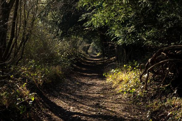 Wooded path with the sun shining in from the left