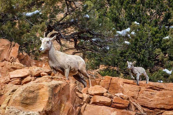 A female and a baby bighorn sheep climb rocks in the Colorado National Monument.