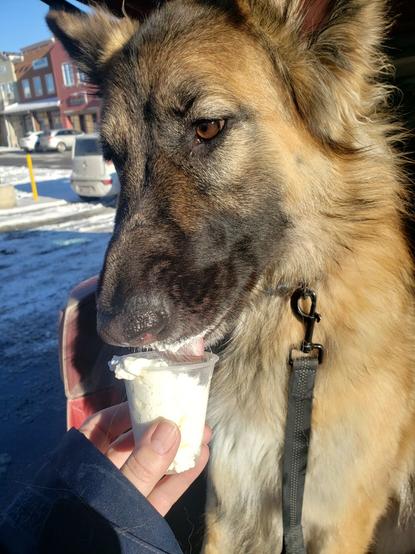 A German Shepherd sits in the back of an SUV enjoying a pup cup from Starbucks