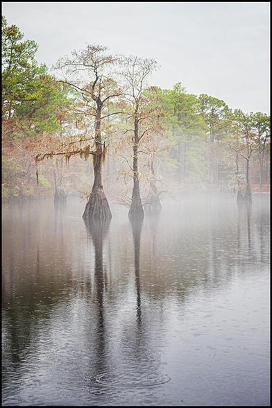 Cypress trees rise up from the shallow waters of a southern mill pond. Fog envelopes the scene. Evergreen pines add a splash of color in the background.